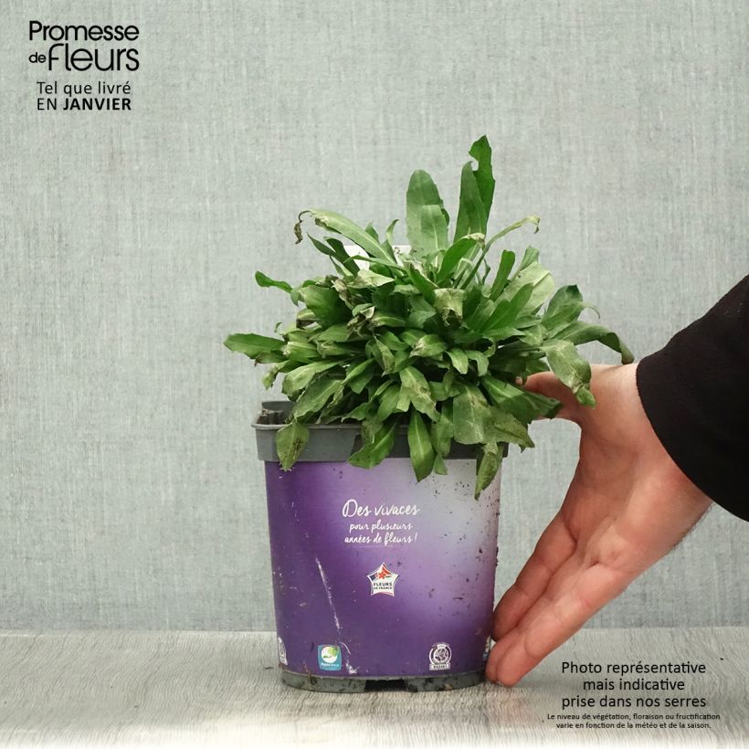 Example of Garten-Goldlack Spice Island - Erysimum Topf mit 2L/3L as you get in hiver