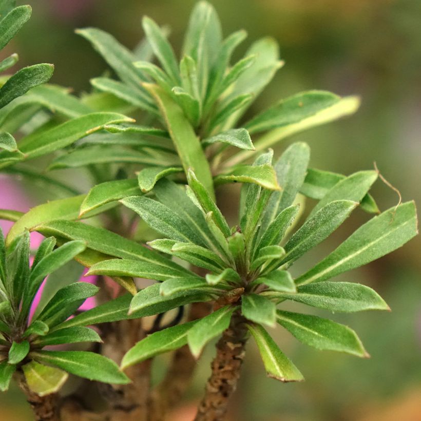 Garten-Goldlack Colour Vibe Purple - Erysimum  (Laub)