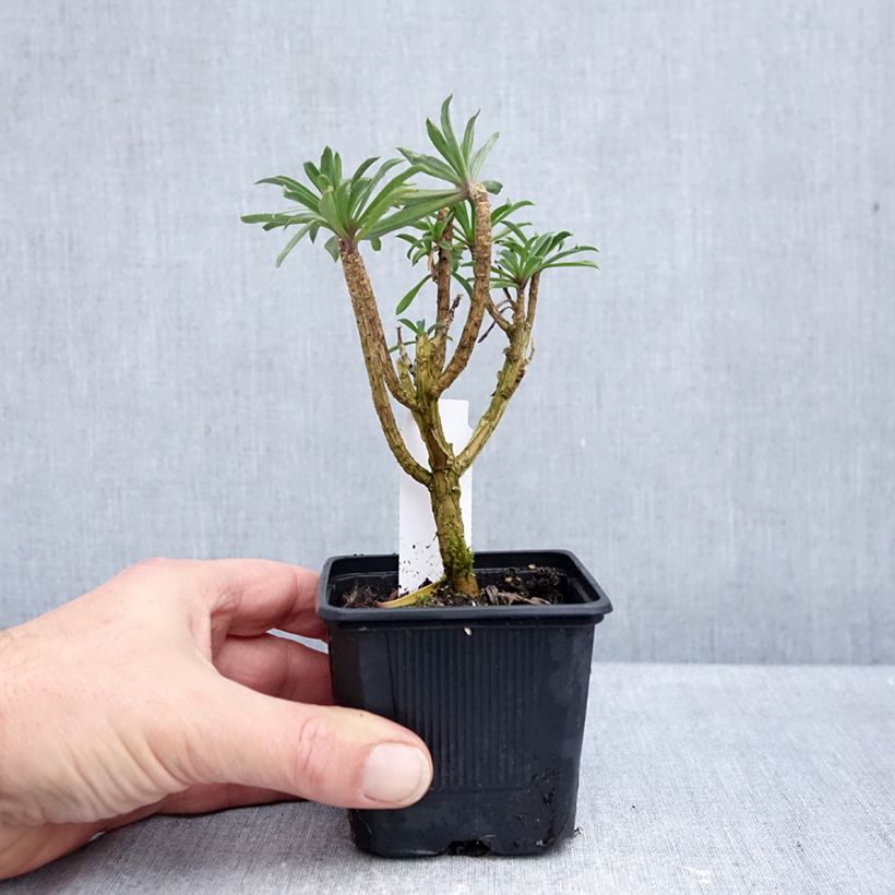 Exemplar von Giroflée vivace - Erysimum Colour Vibe Purple Godet de 8/9 cm wie im Herbst geliefert