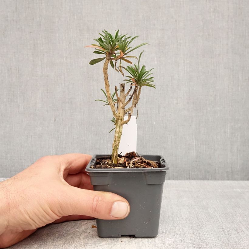 Exemplar von Giroflée vivace - Erysimum Colour Vibe Purple Kleine Töpfe von 8/9 cm wie im Frühjahr geliefert