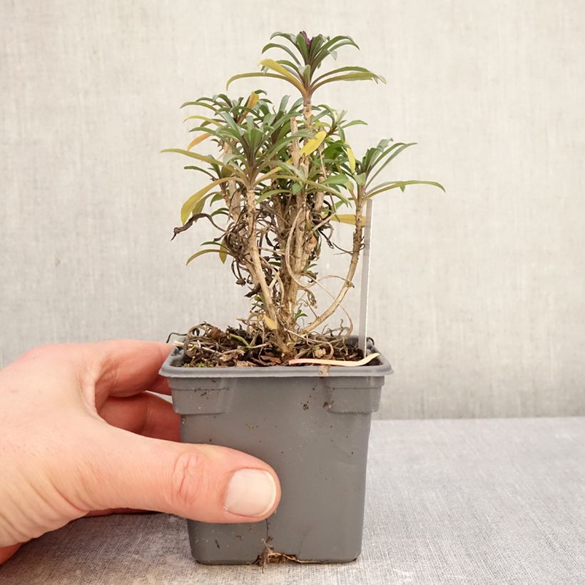 Exemplar von Giroflée vivace - Erysimum Colour Vibe Red Godet de 8/9 cm wie im Winter geliefert