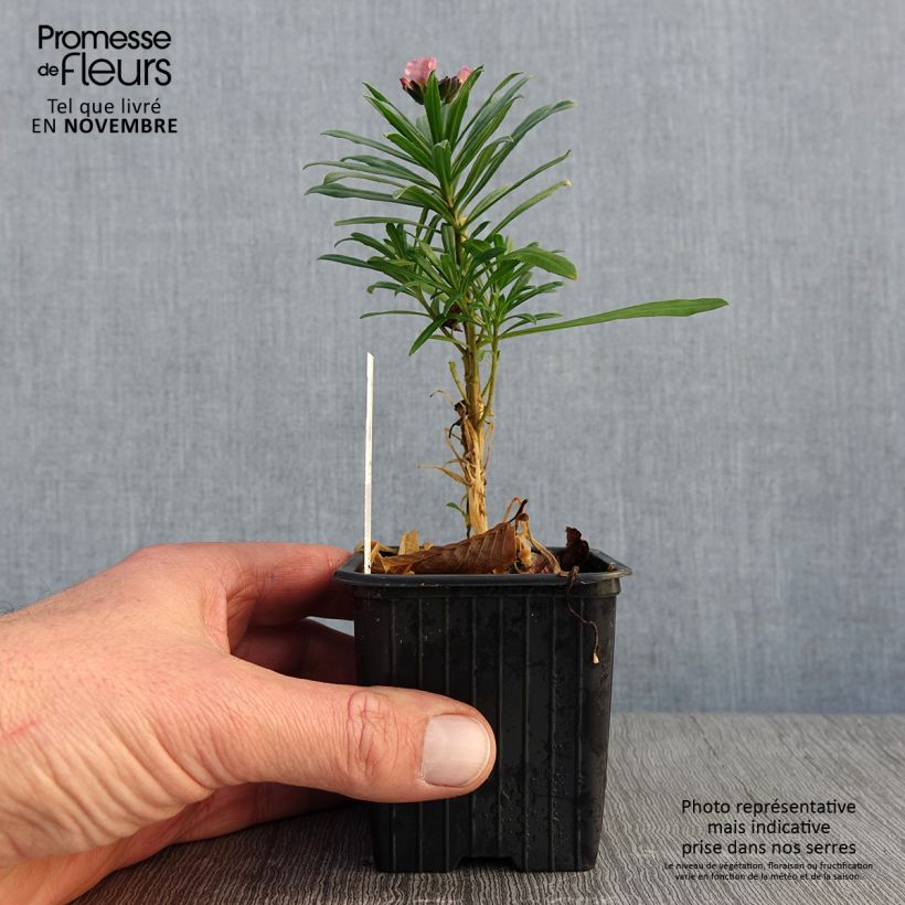 Example of Garten-Goldlack Poem Lavender - Erysimum Kleine Töpfe von 8/9 cm as you get in automne