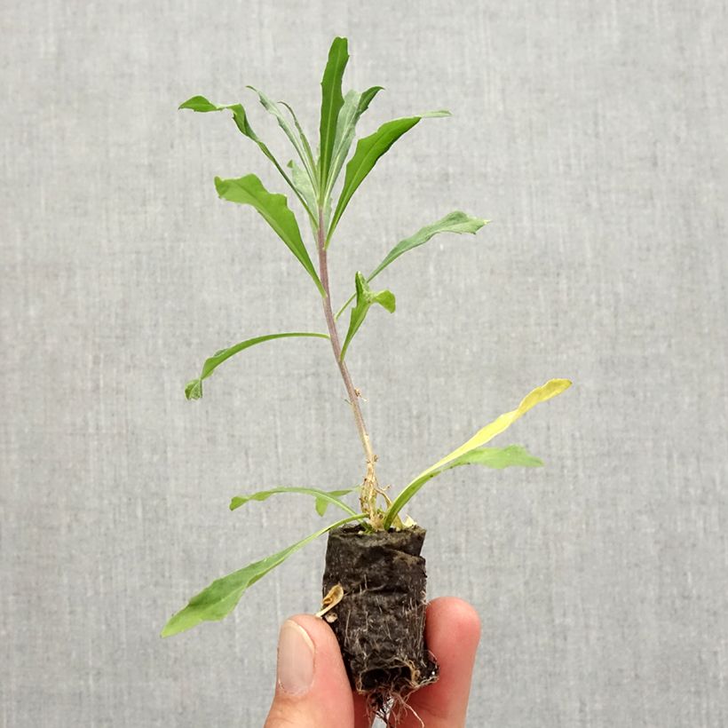 Example of Garten-Goldlack Poem Lilac - Erysimum Mini-Plug Ø 3/4 cm as you get in automne