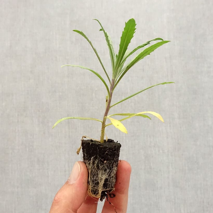 Example of Garten-Goldlack Winter Joy improved - Erysimum Mini-Plug Ø 3/4 cm as you get in automne