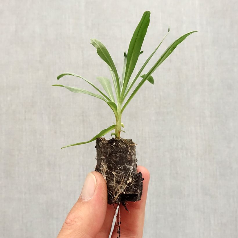 Example of Garten-Goldlack Winter Passion - Erysimum Mini-Plug Ø 3/4 cm as you get in automne