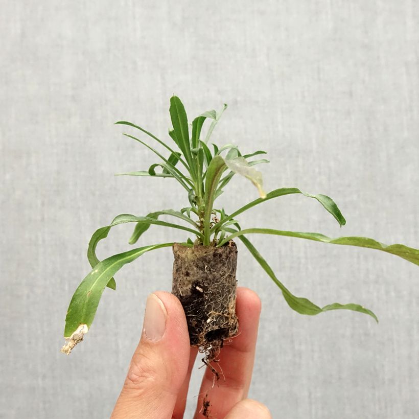 Example of Erysimum x linifolium Winter Spirit - Garten-Goldlack Mini-Plug Ø 3/4 cm as you get in automne