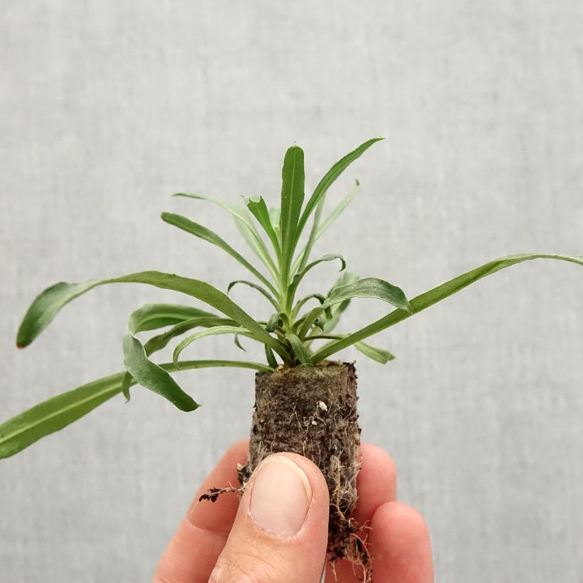 Example of Erysimum x linifolium Winter Touch - Garten-Goldlack Mini-Plug Ø 3/4 cm as you get in automne