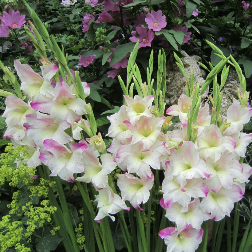 Gladiolus colvillei Frozen Sparks - Zwerg-Gladiole (Plant habit)