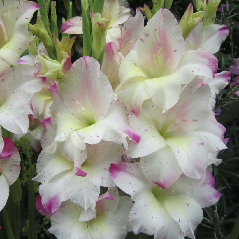 Gladiolus colvillei Frozen Sparks - Zwerg-Gladiole (Flowering)