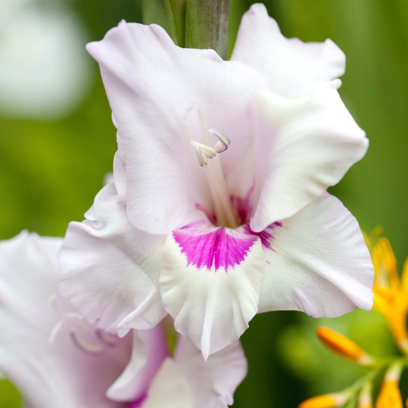 Großblütige Gladiole Home Coming - Gladiolus (Flowering)