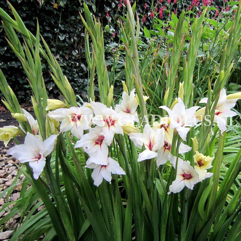 Gladiolus callianthus Lucky Star - Abessinische Gladiole (Plant habit)