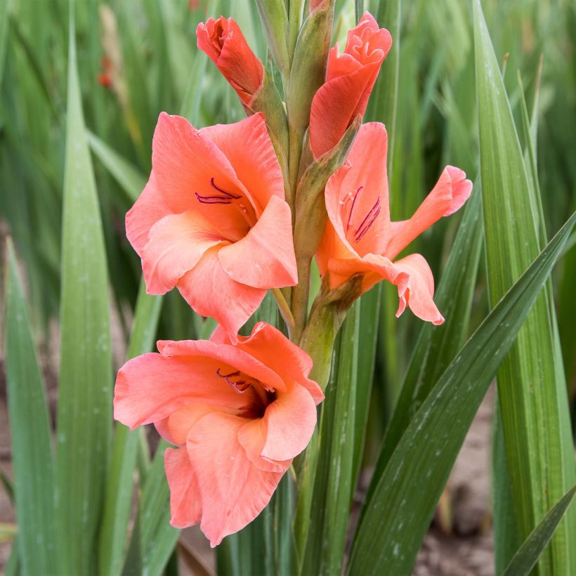Großblütige Gladiole Peter Pears - Gladiolus (Flowering)