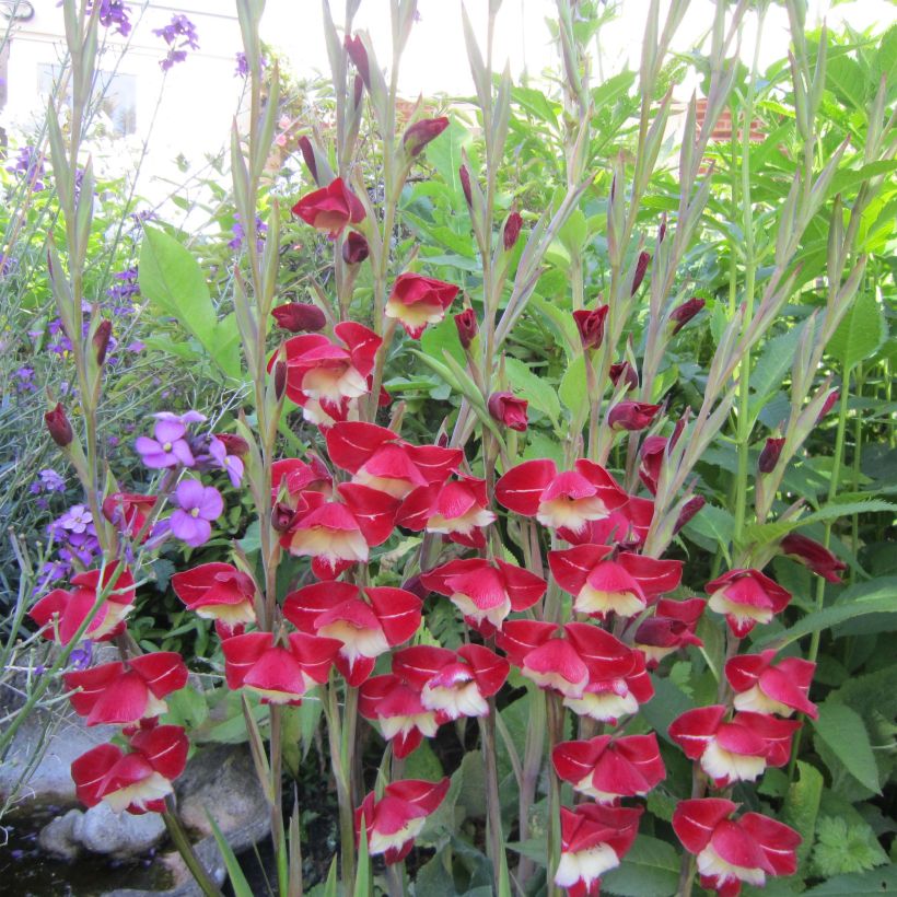 Gladiolus primulinus Laura Jay - Gladiole (Flowering)