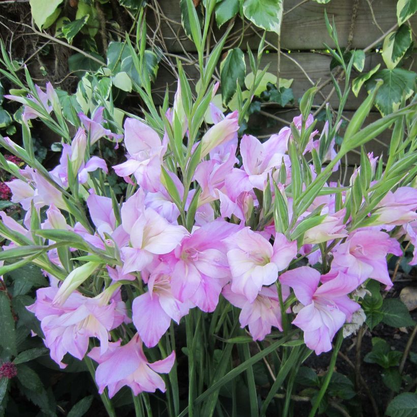 Gladiolus tubergenii Charming Lady - Gladiole (Flowering)