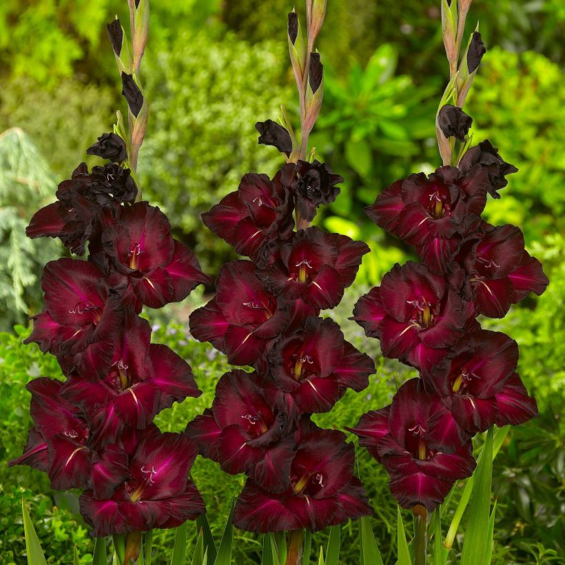 Großblütige Gladiole Black Surprise - Gladiolus (Flowering)