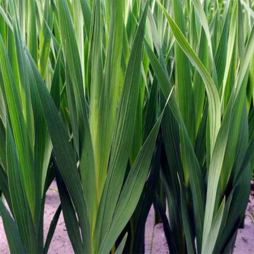 Gladiolus byzantinus Whistling Jack (Foliage)