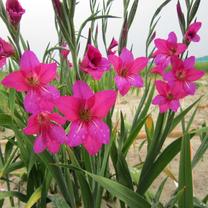 Gladiolus byzantinus Whistling Jack (Flowering)