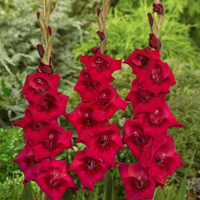 Großblütige Gladiole Cayenne - Gladiolus (Flowering)