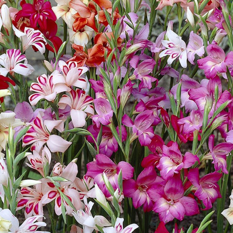 Gladiolus colvillei Mix - Zwerg-Gladiole (Flowering)