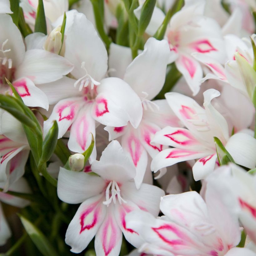 Gladiolus colvillei Nymph - Zwerg-Gladiole (Flowering)