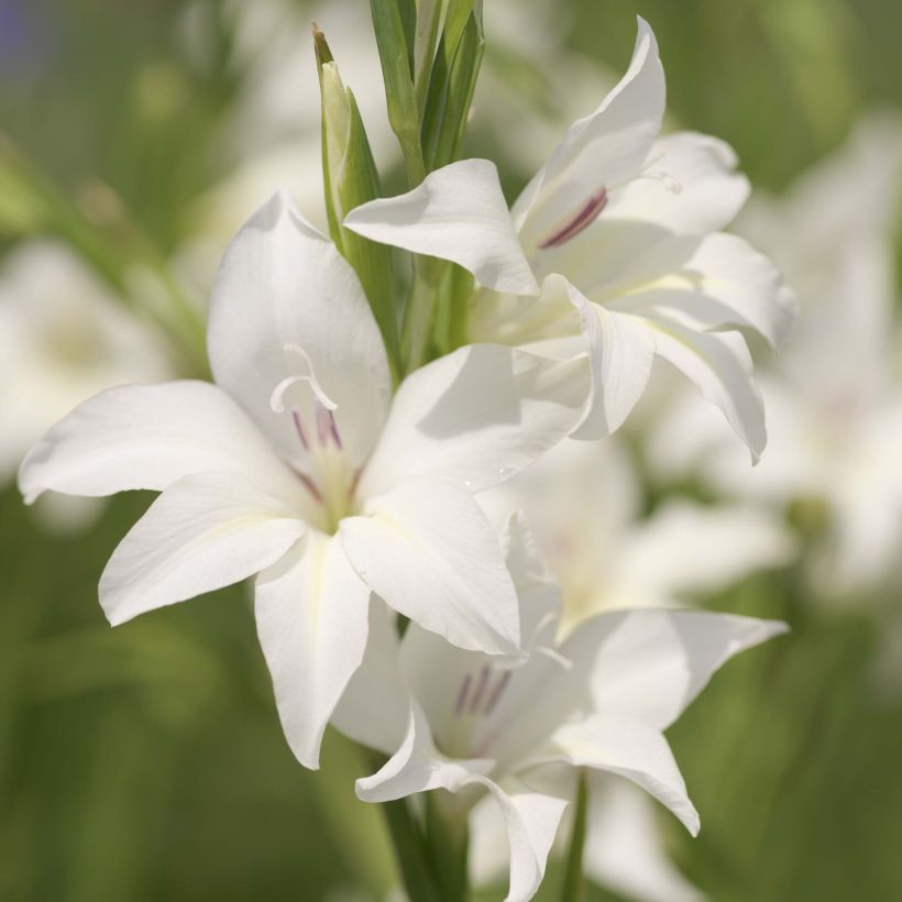 Gladiolus colvillei The Bride - Zwerg-Gladiole (Flowering)