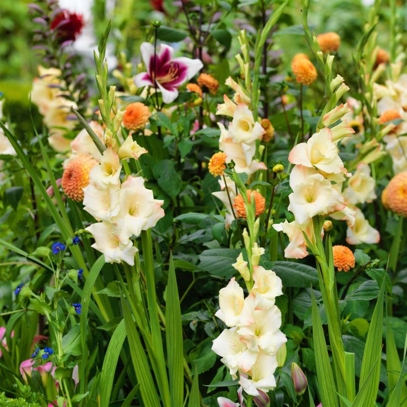 Großblütige Gladiole Cream Perfection - Gladiolus (Flowering)