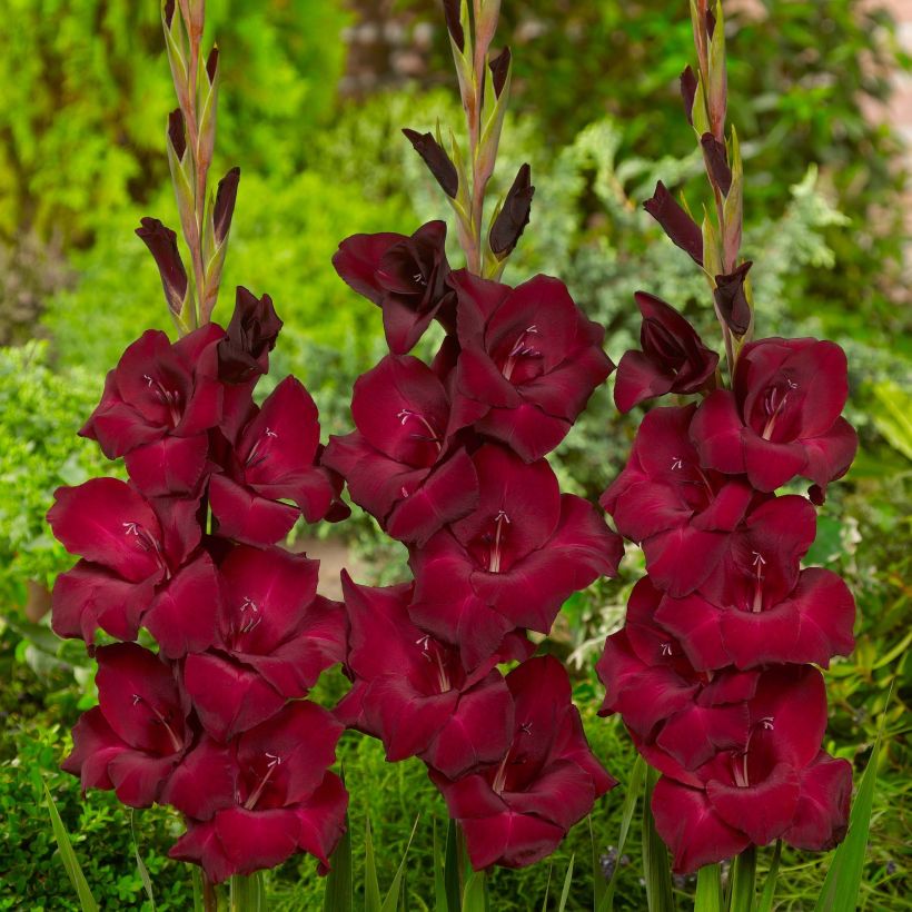 Großblütige Gladiole Espresso - Gladiolus (Flowering)