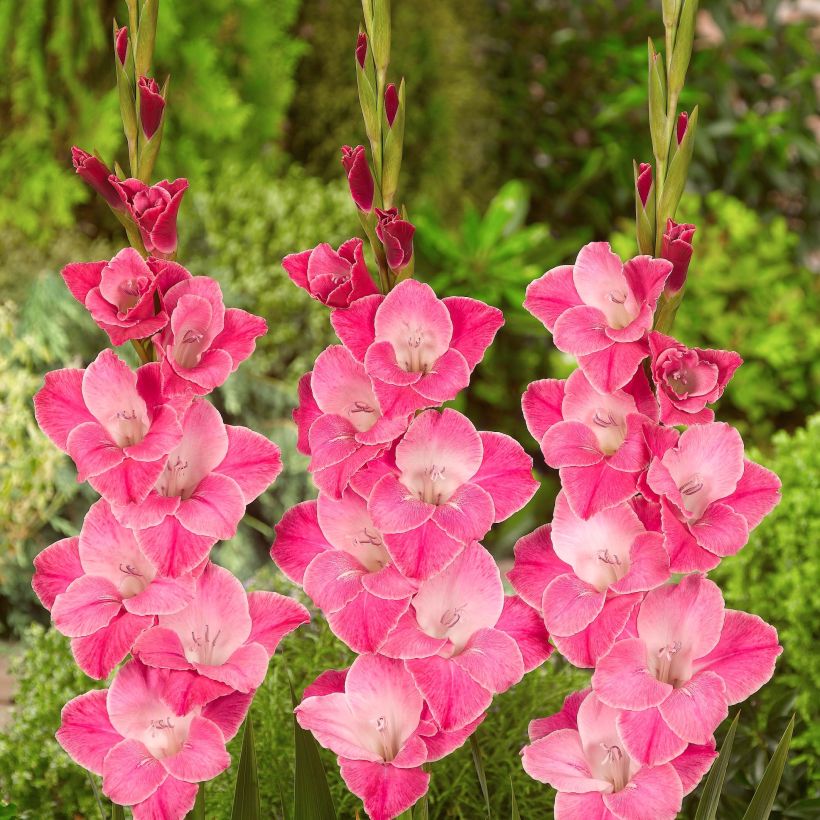 Großblütige Gladiole Invitatie - Gladiolus (Flowering)
