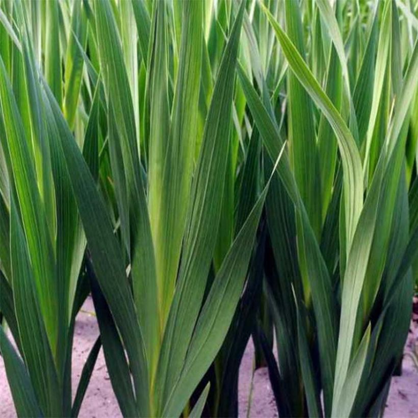 Großblütige Gladiole Mon Amour - Gladiolus (Foliage)