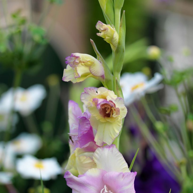 Großblütige Gladiole Mon Amour - Gladiolus (Flowering)