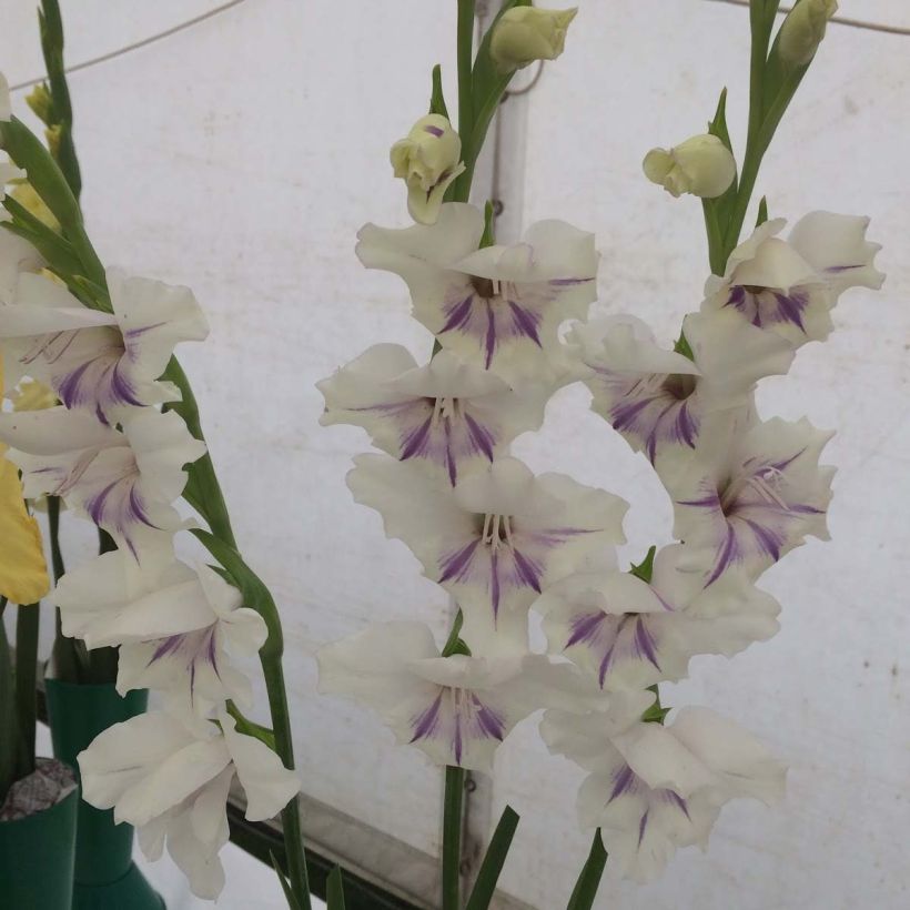 Gladiolus primulinus Angel Kisses - Gladiole (Flowering)
