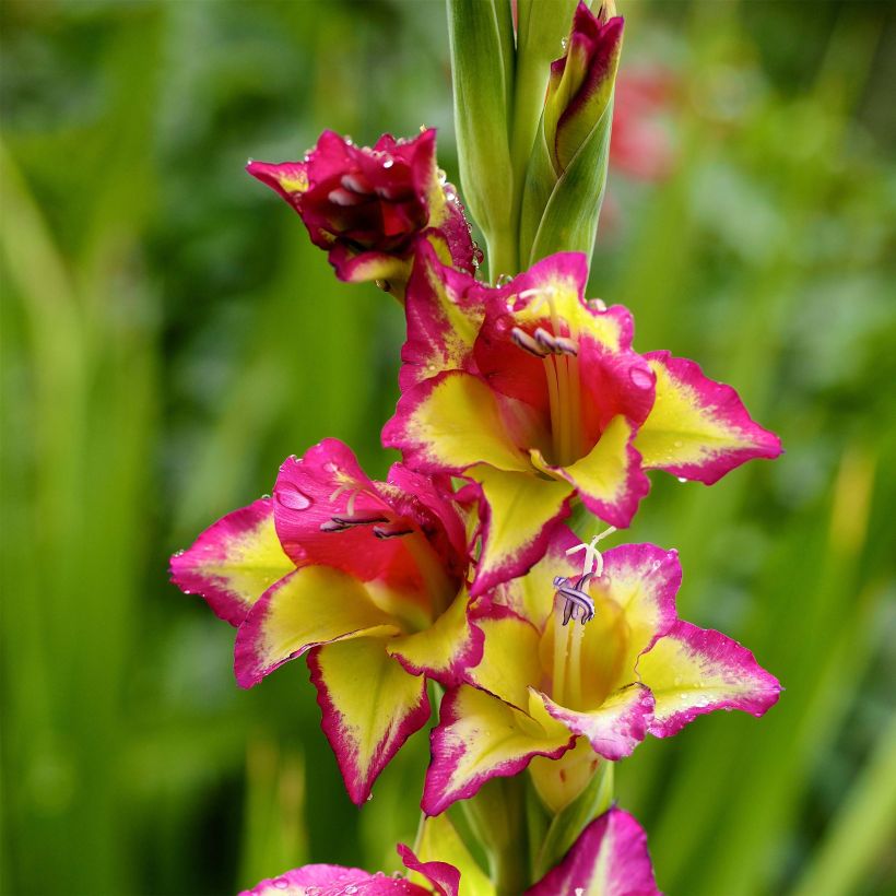 Großblütige Gladiole Flevo Laguna - Gladiolus (Flowering)