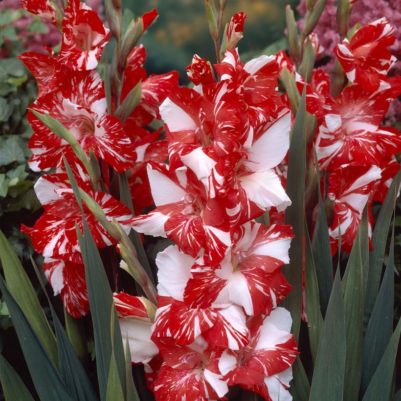 Großblütige Gladiole Zizanie - Gladiolus (Flowering)