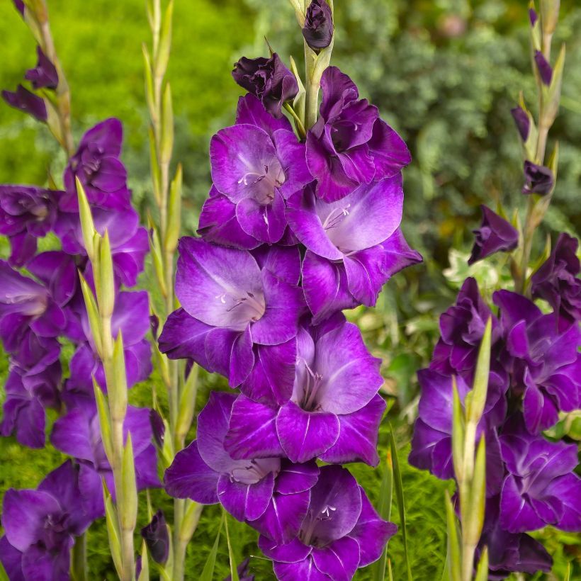 Großblütige Gladiole Violetta - Gladiolus (Flowering)