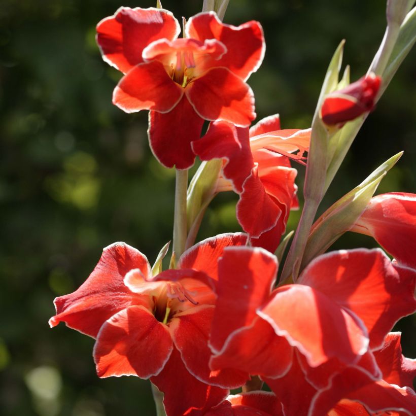 Gladiolus primulinus Atom - Gladiole (Flowering)