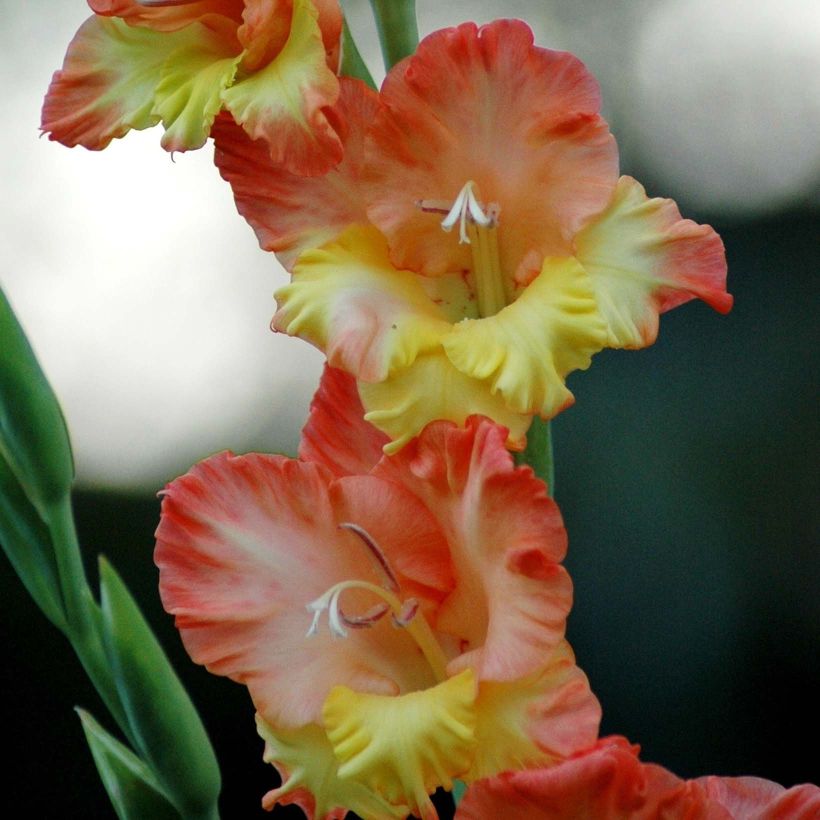 Großblütige Gladiole Princess Margaret Rose - Gladiolus (Flowering)
