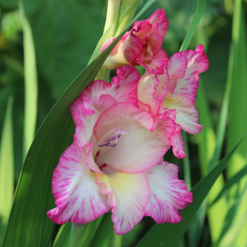 Großblütige Gladiole Priscilla - Gladiolus (Flowering)
