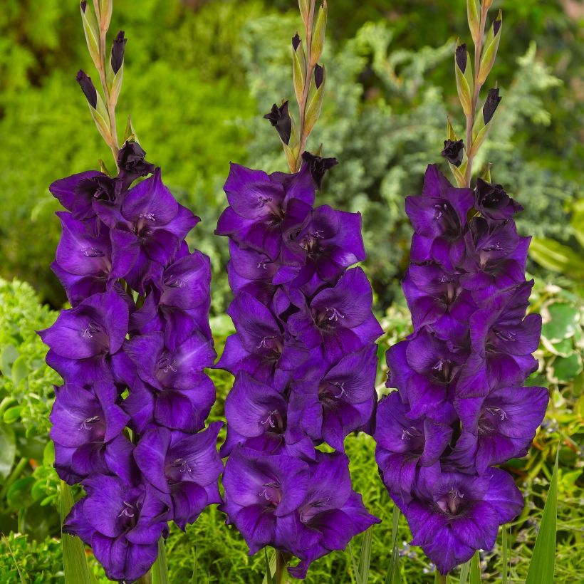 Großblütige Gladiole Purple Flora - Gladiolus (Flowering)