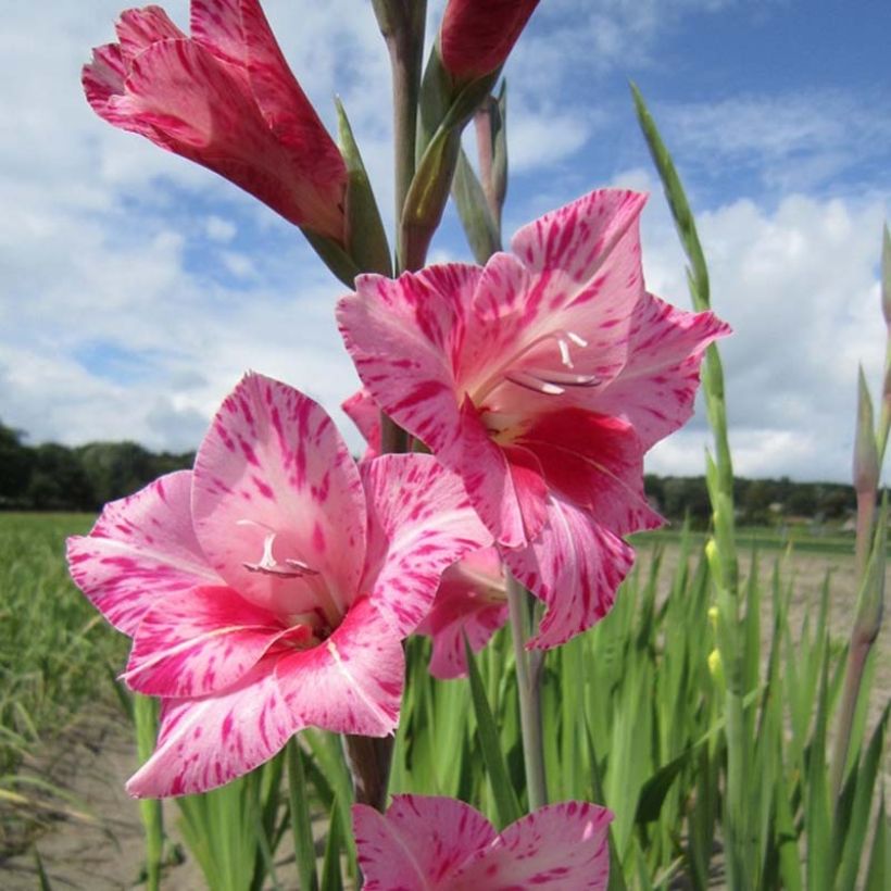 Gladiolus tubergenii Bibi - Gladiole (Flowering)
