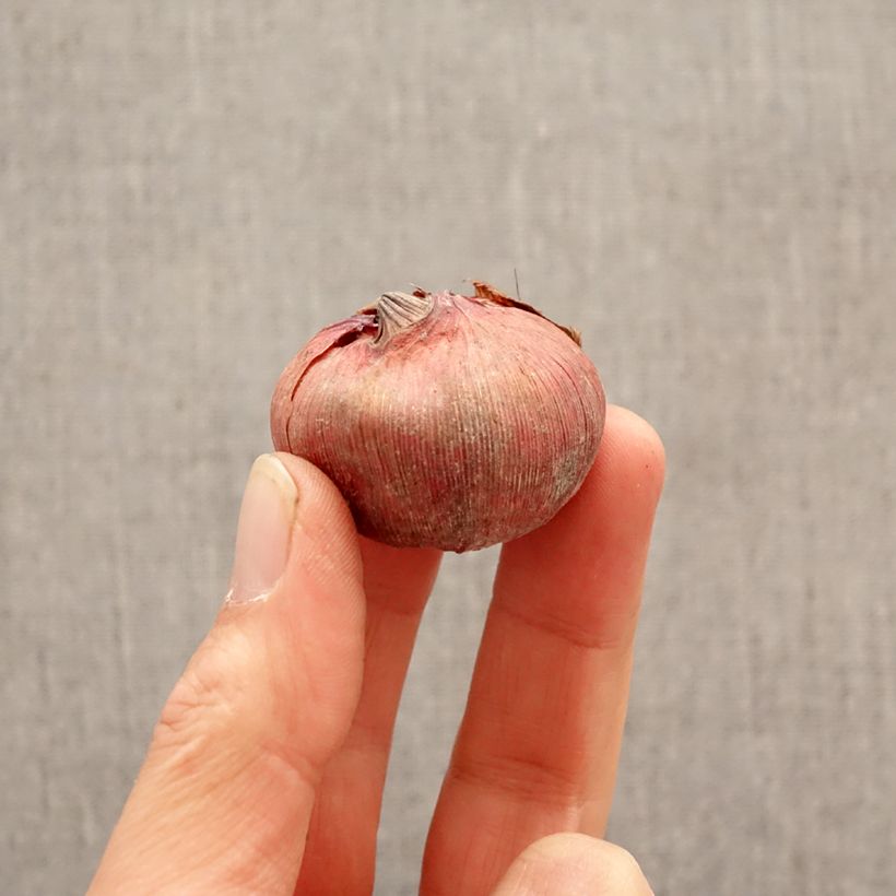 Exemplar von Großblütige Gladiole Blushed look - Gladiolus Zwiebel Kaliber/Größe 12+ wie im Frühjahr geliefert