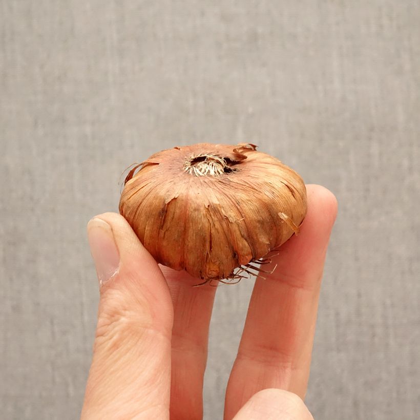 Exemplar von Großblütige Gladiole Georgia Peach - Gladiolus Zwiebel Kaliber/Größe 14+ wie im Frühjahr geliefert