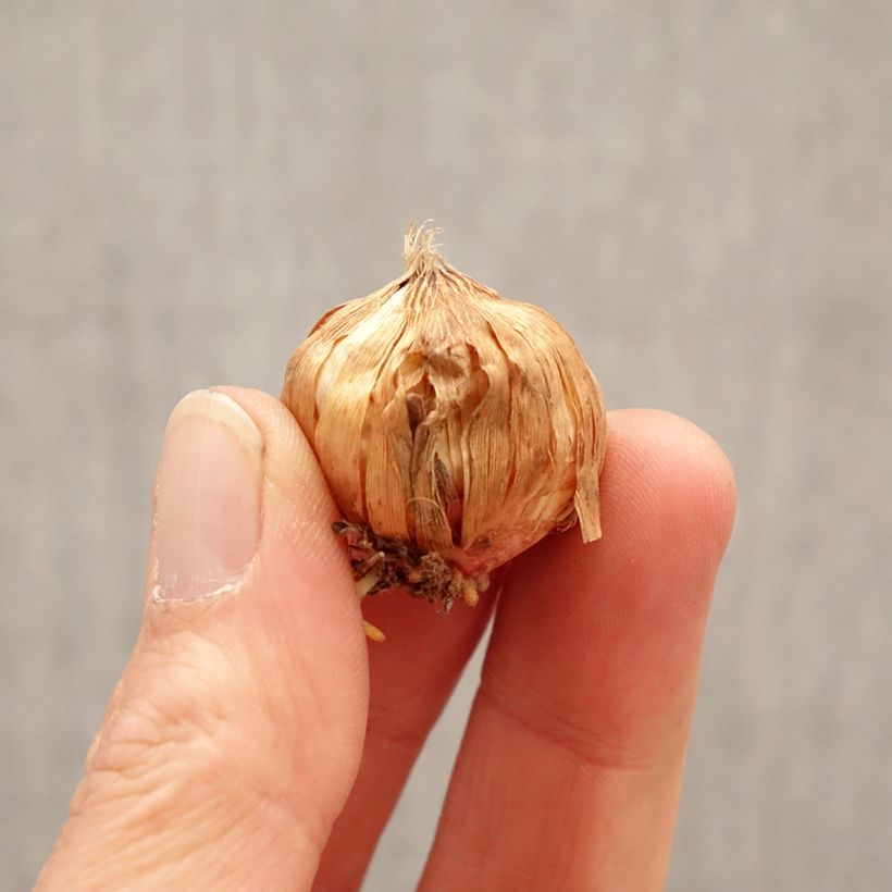 Exemplar von Großblütige Gladiole Glamini Jenny - Gladiolus Zwiebel Kaliber/Größe 8+ wie im Frühjahr geliefert