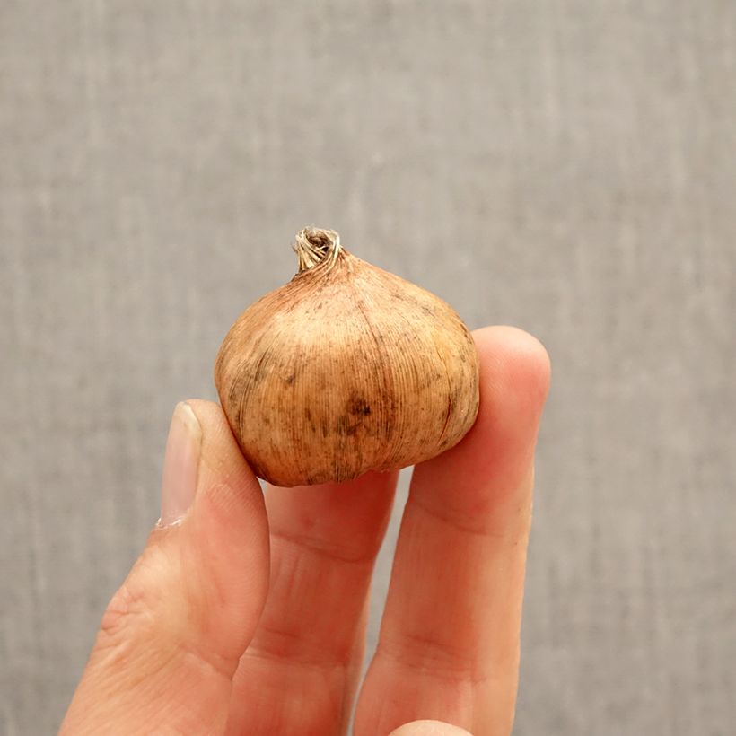 Exemplar von Großblütige Gladiole Yellowa- Gladiolus Zwiebel Kaliber/Größe 12/14 wie im Frühjahr geliefert