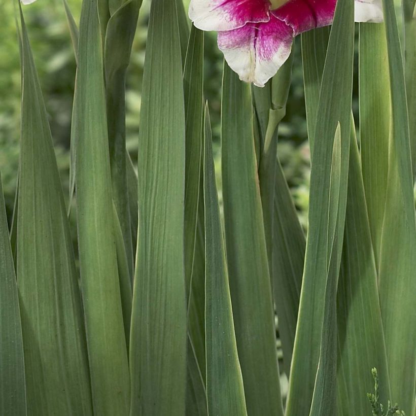 Gladiolus primulinus Adrienne - Gladiole (Foliage)