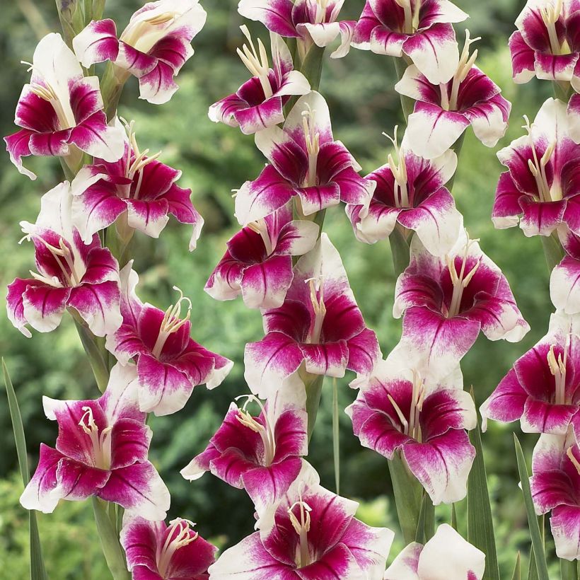 Gladiolus primulinus Adrienne - Gladiole (Flowering)