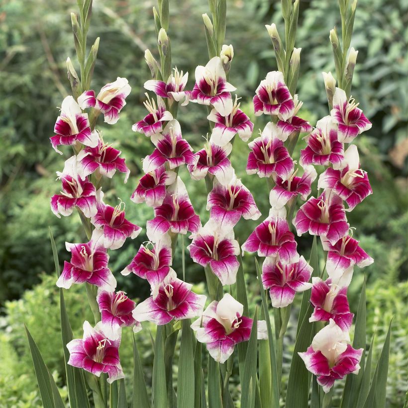 Gladiolus primulinus Adrienne - Gladiole (Plant habit)