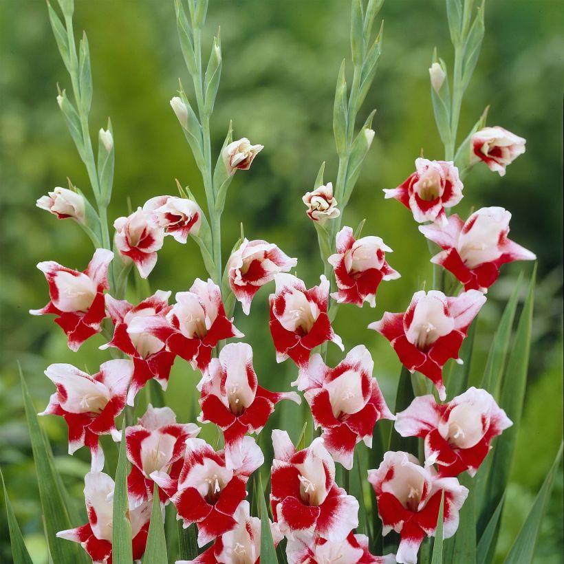 Gladiolus primulinus Bizar - Gladiole (Flowering)