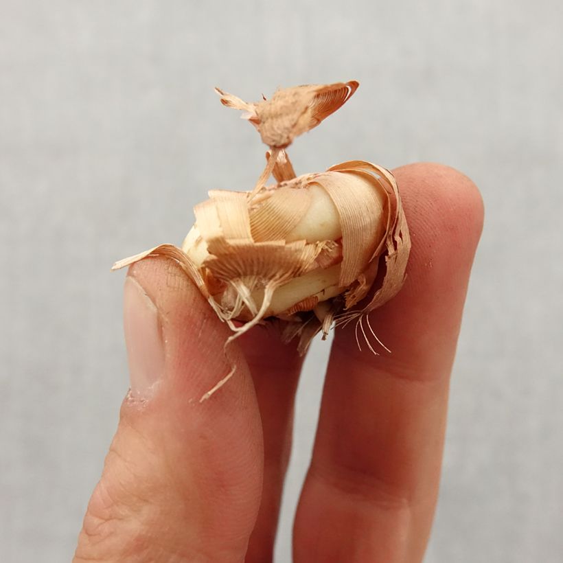 Example of Gladiolus colvillei Nymph - Zwerg-Gladiole Zwiebel size 8+ as you get in printemps