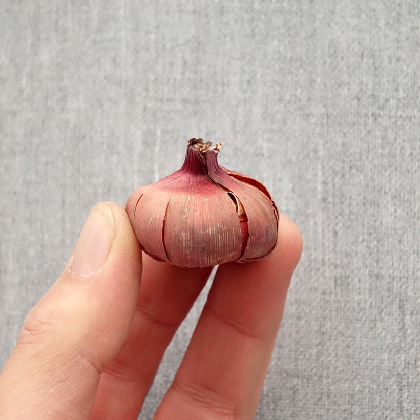 Example of Großblütige Gladiole Dared - Gladiolus Zwiebel size 10/12 as you get in printemps