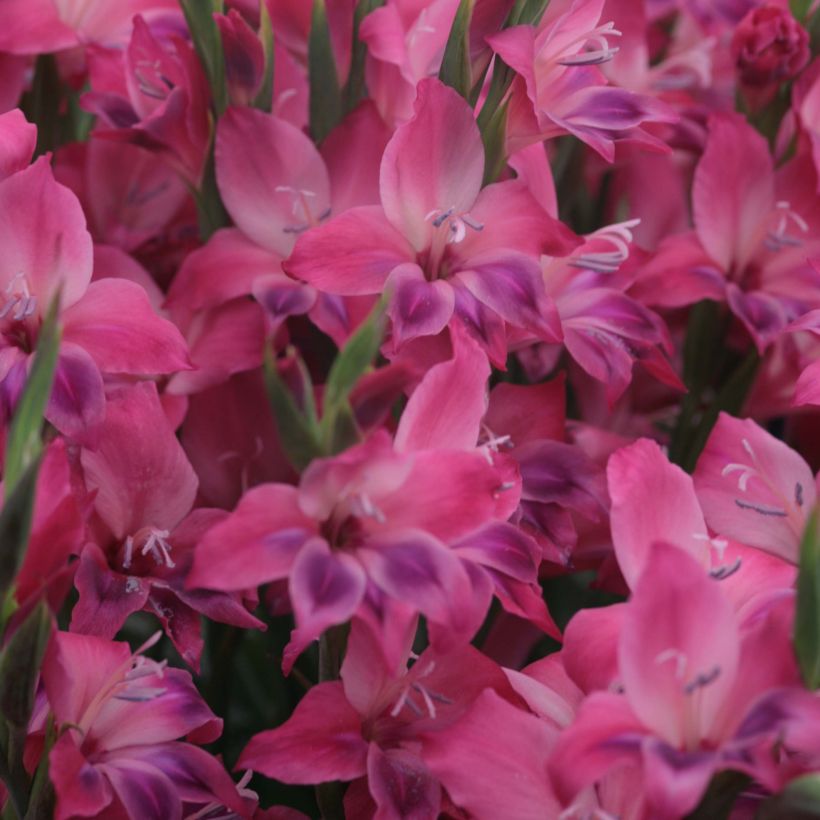 Gladiolus nanus Vulcano - Gladiole (Flowering)